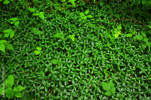 a picture of an Pacific Northwest rainforest ground cover