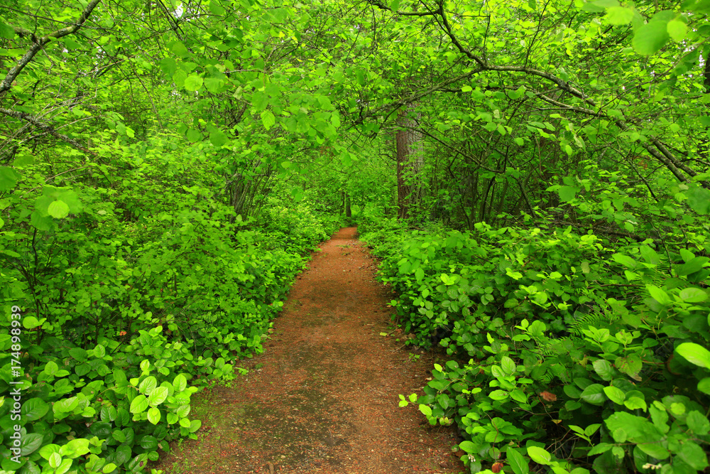 a picture of an Pacific Northwest forest trail a picture of an Pacific Northwest forest trail