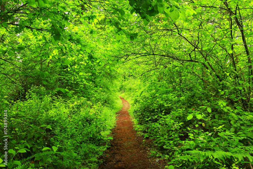 a picture of an Pacific Northwest forest trail a picture of an Pacific Northwest forest trail