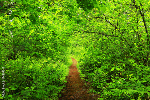 Fototapeta kuchenna a picture of an Pacific Northwest forest trail