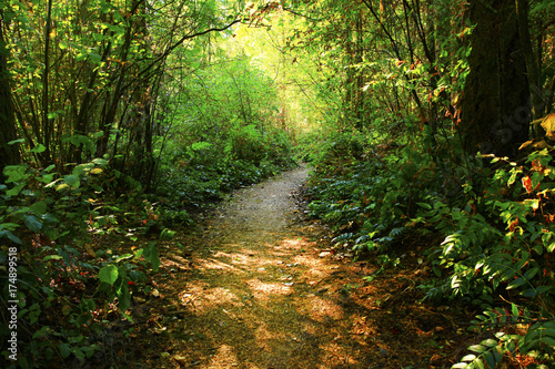 a picture of an Pacific Northwest forest trail