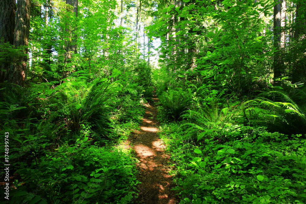a picture of an Pacific Northwest forest trail a picture of an Pacific Northwest forest trail