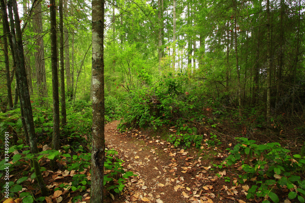 a picture of an Pacific Northwest forest trail a picture of an Pacific Northwest forest trail