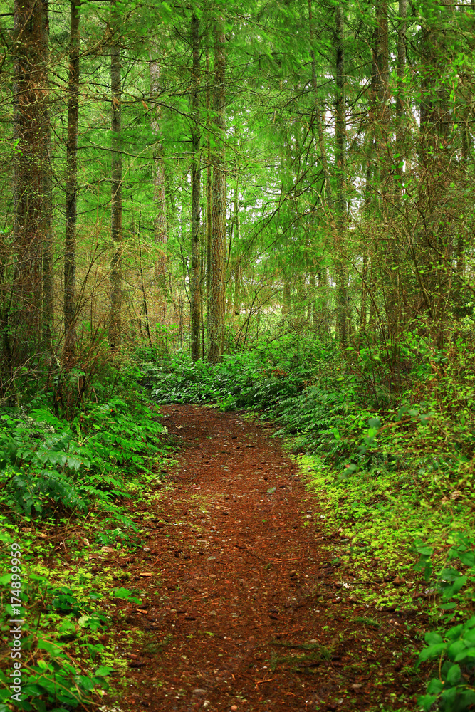 a picture of an Pacific Northwest forest trail a picture of an Pacific Northwest forest trail