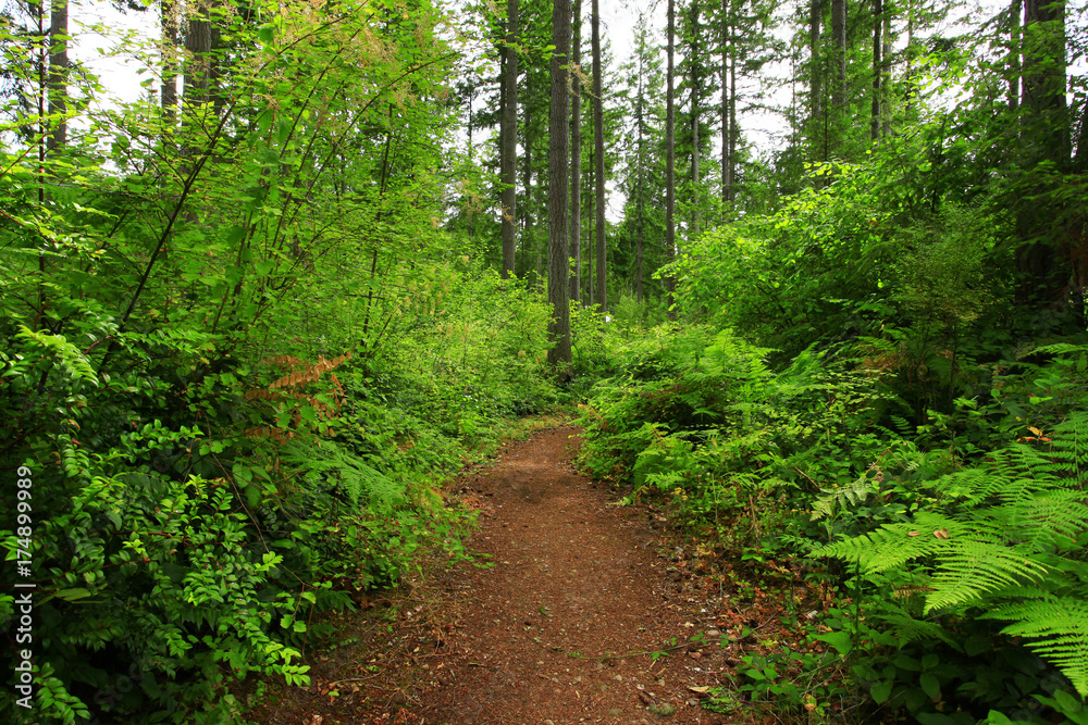 a picture of an Pacific Northwest forest trail a picture of an Pacific Northwest forest trail