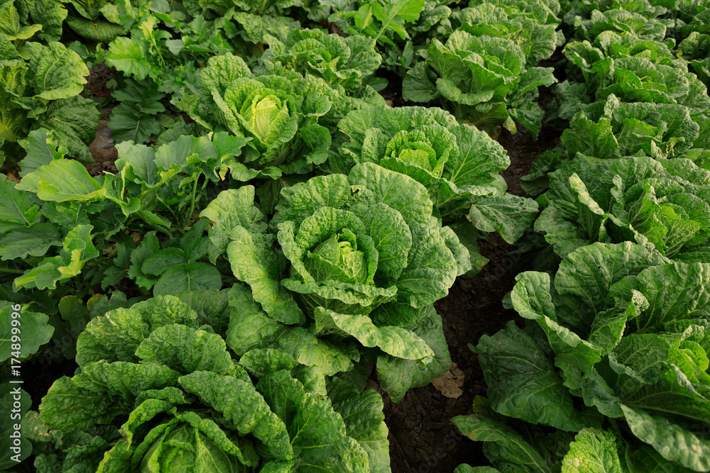 chinese cabbage crops in growth at field chinese cabbage crops in growth at field