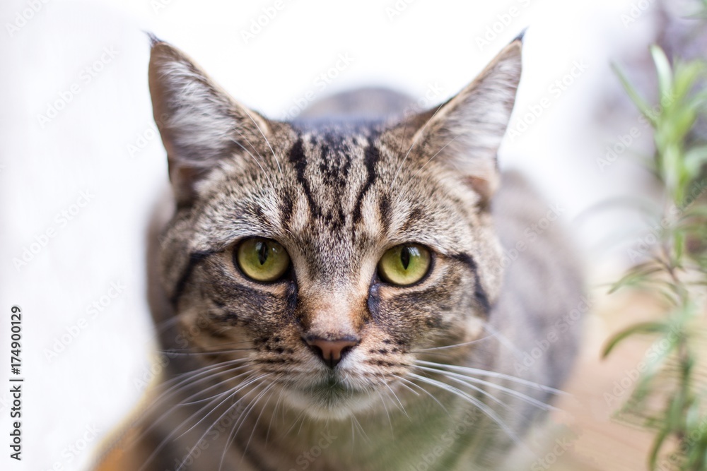A close up image of a young tabby cat