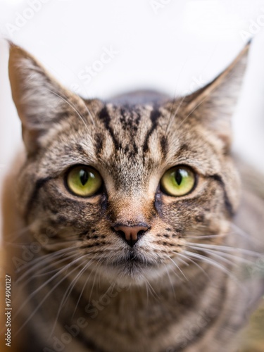 A close up image of a young tabby cat