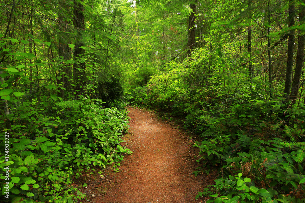 a picture of an Pacific Northwest forest trail a picture of an Pacific Northwest forest trail