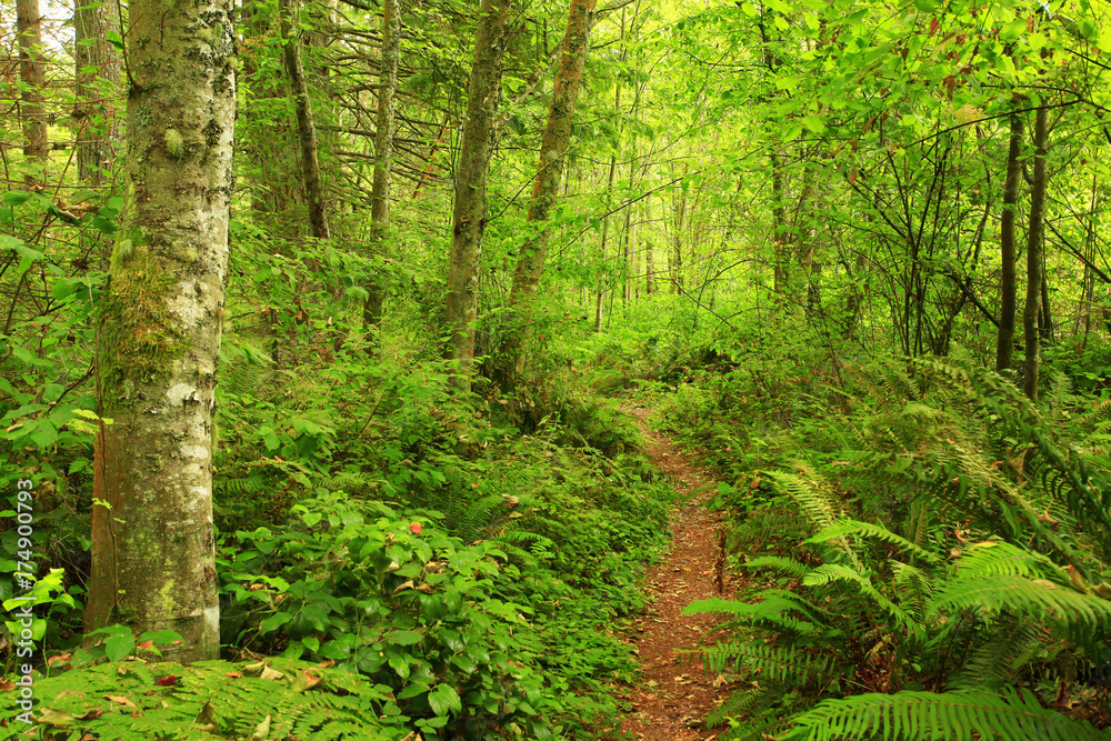 a picture of an Pacific Northwest forest trail a picture of an Pacific Northwest forest trail