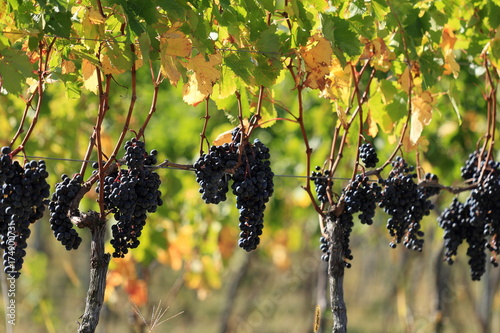 Vinyard wine grape