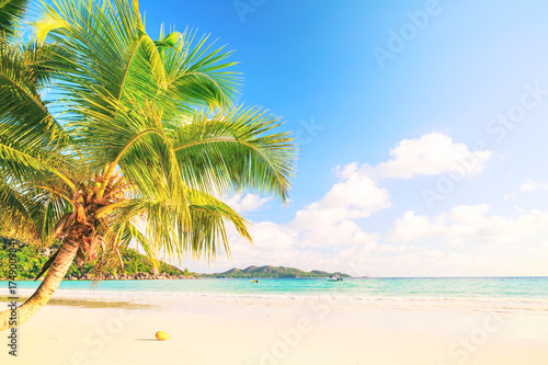 View at turquoise blue lagoon with coconut palm tree