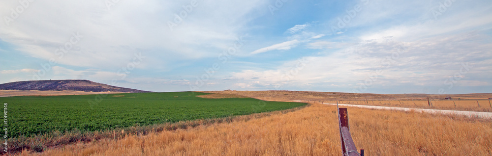 Uncut Alfalfa field in western United States