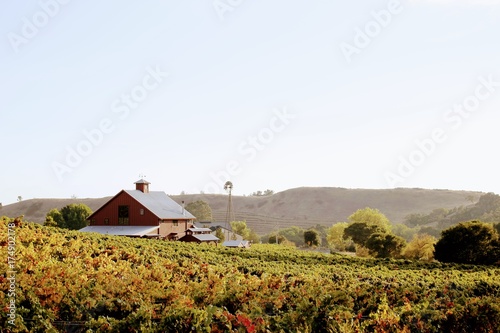 Red barn in an autumn vineyard