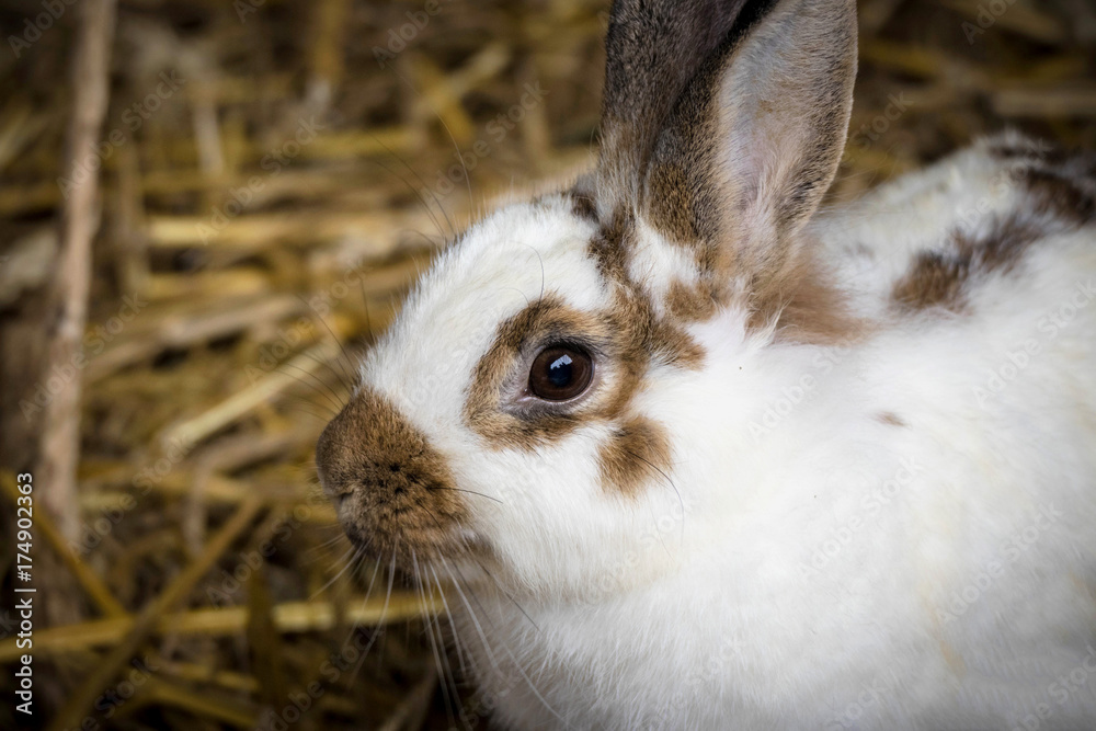 Obraz premium weiß brauner Hase im Stroh