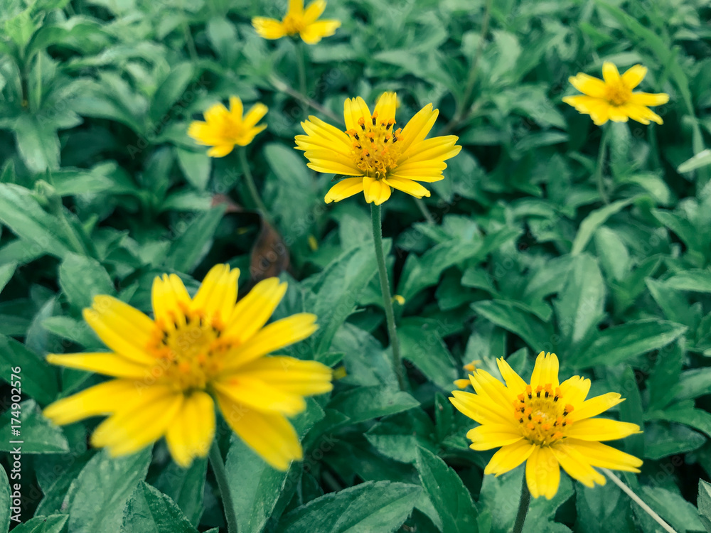 Fototapeta premium Yellow Flower