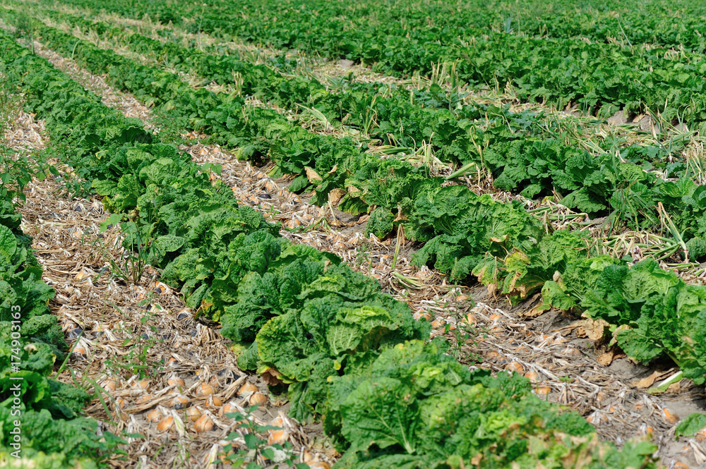 chinese cabbage and onion crops in growth at field chinese cabbage and onion crops in growth at field