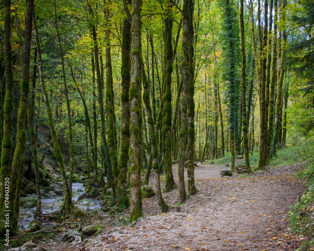 A stream meanders through the autumn woods in Northern France A stream meanders through the autumn woods in Northern France