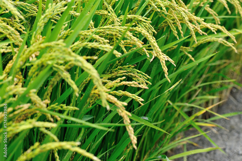 rice grain in growth at field