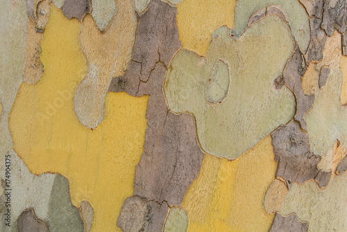 Konstfotografi Close-up macro background of camouflage colorful abstract pattern of sycamore tree bark