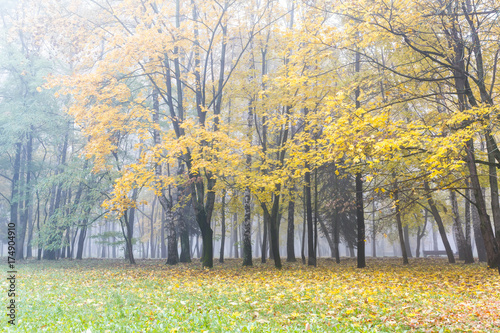 autumnal landscape of empty city park during fall season with yellow trees in fog