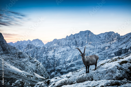 Plakat w ramie Capricorn mountain