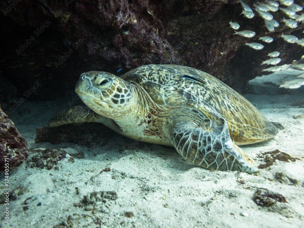 Obraz premium Green turle hidding under a coral reef structure with glass fish next to it on Lady Elliot Island in Queensland Australia.
