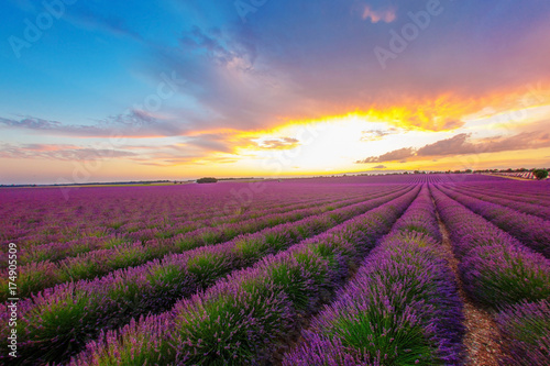 mottled green and purple rows of lavender field on a background of bright beams of sunset, looking out from behind the clouds