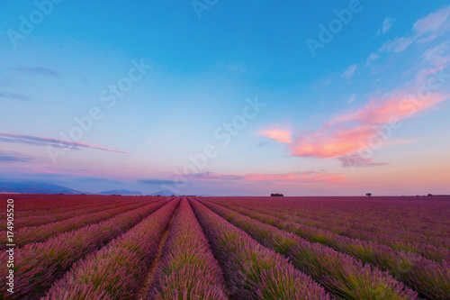 rows of a lavender field against a blue evening sky