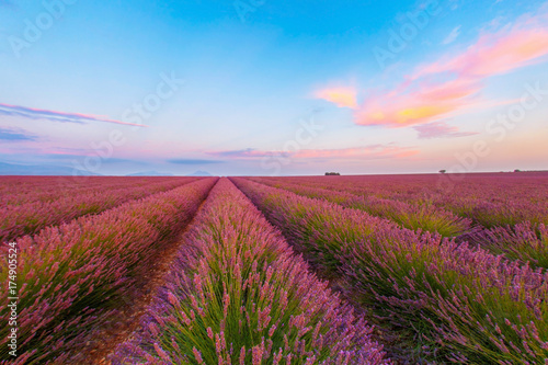 lavender field against the background of a blue evening sky at sunset