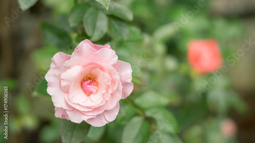Pink roses in a garden.