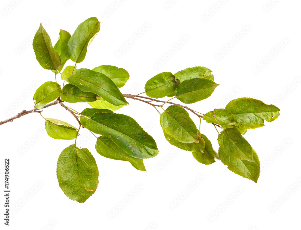 Fototapeta premium A branch of an apple tree with leaves on a white isolated background. Space for text.
