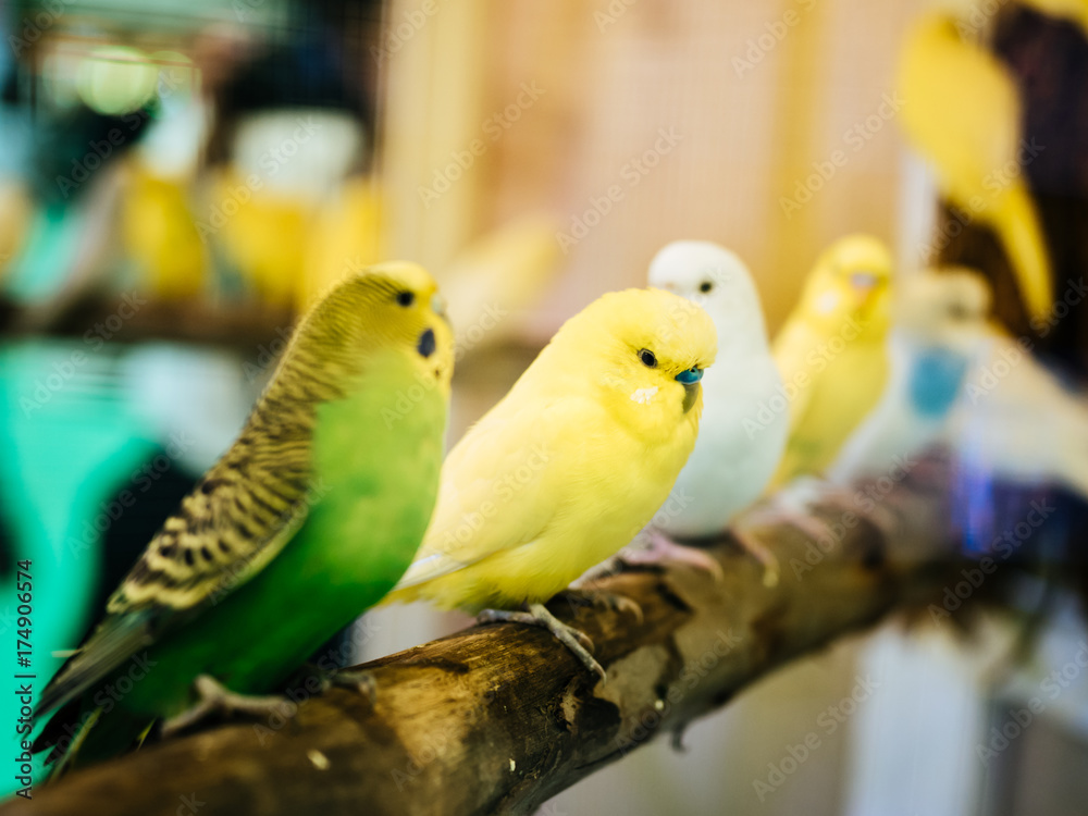 Obraz premium Budgerigar, Budgie Birds closeup