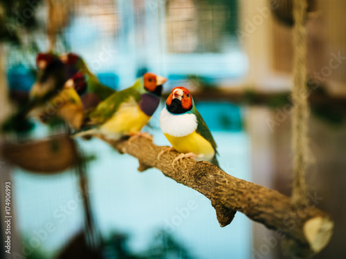 Finch Birds closeup with selective focus on background. photo