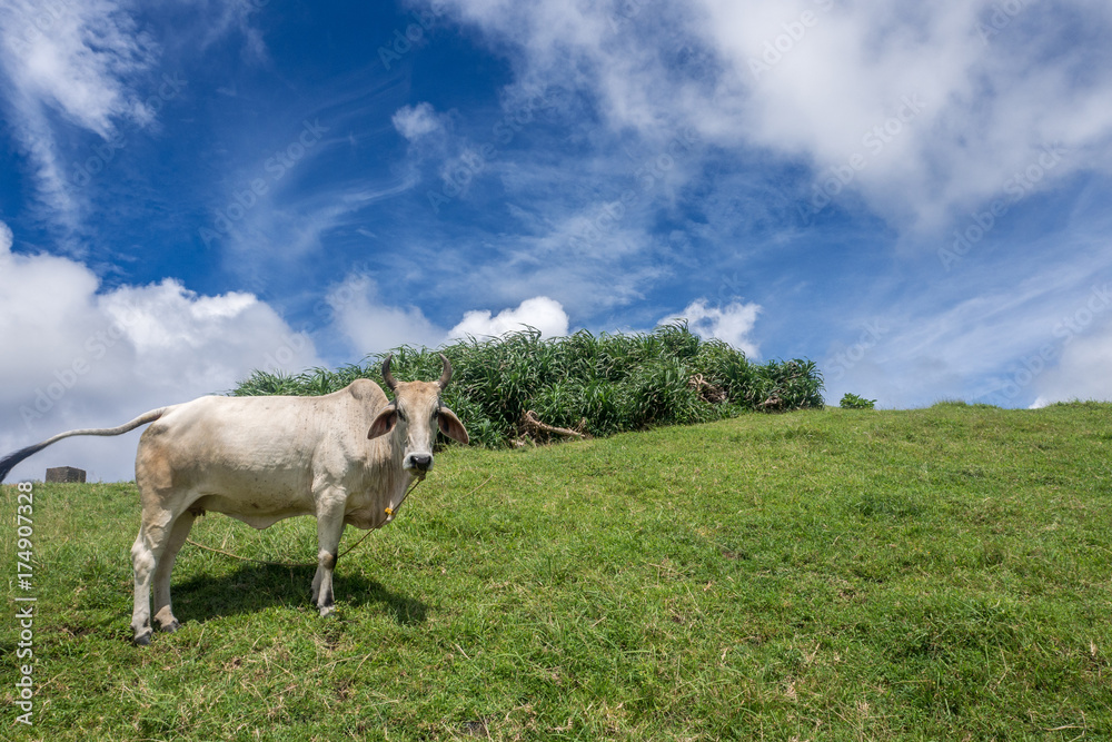 Obraz premium white ox at Naidi Hills, Ivatan Island , Batanes