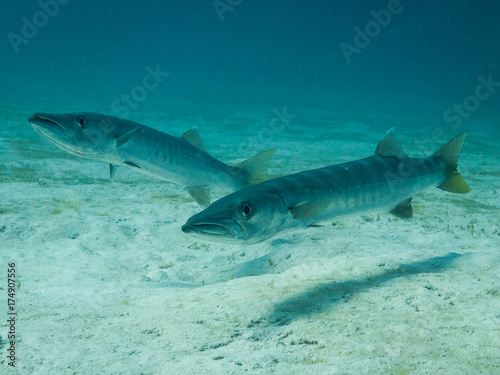 Two barracudas on a white sandy bottom in far north Queensland Australia. One of them is moving away.
