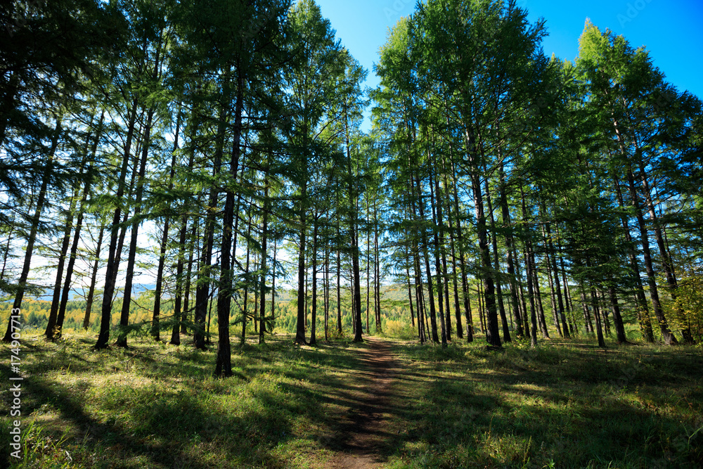 Naklejka premium sunrise in the pine trees forest