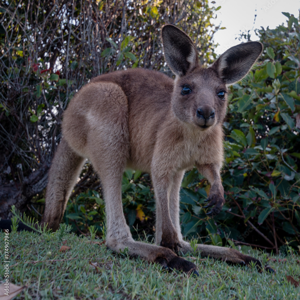 Close up of a baby kangaroo looking curious