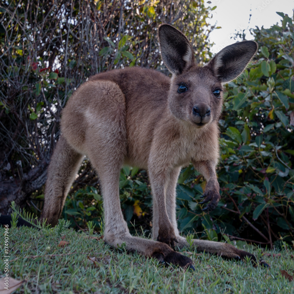 Close up of a baby kangaroo looking curious Close up of a baby kangaroo looking curious