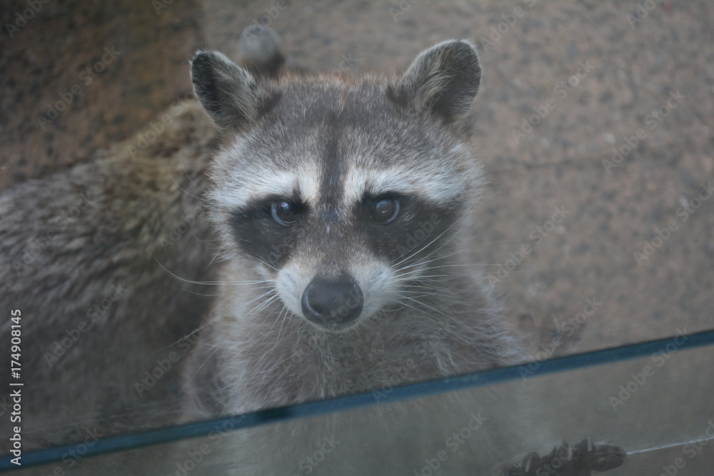 Fototapeta premium アライグマ