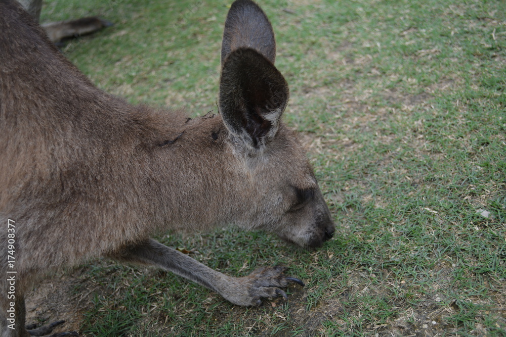 Fototapeta premium わらびー