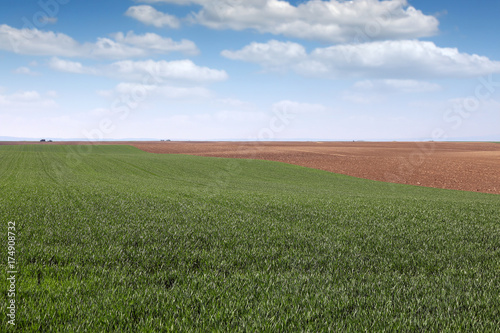 green wheat field country landscape