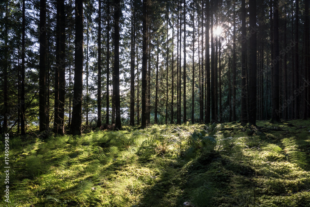 Fototapeta premium Forest with backlight from the sun shining through the branches