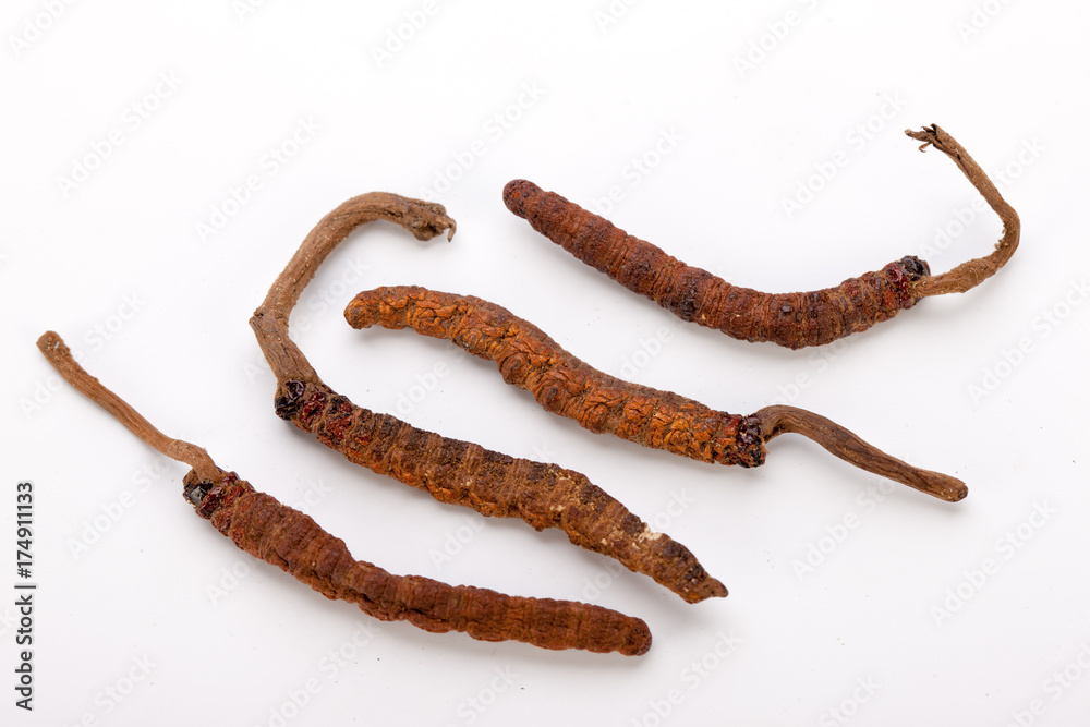 Cordyceps sinesis Yartsa Gunbu Yarsagumba himalayan gold Nepal isolated Cordyceps sinesis Yartsa Gunbu Yarsagumba himalayan gold Nepal isolated