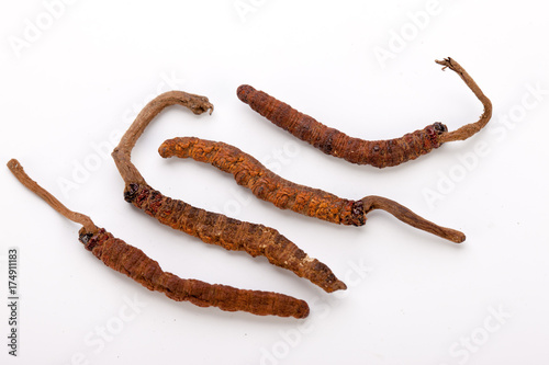 Cordyceps sinesis Yartsa Gunbu Yarsagumba himalayan gold Nepal isolated photo