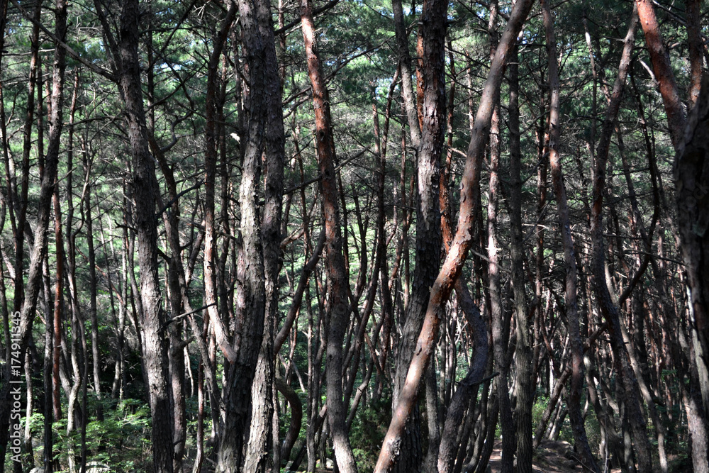 Fototapeta premium Pine forest in Gyeongju. Apparently famous for photographers and hikers. Pic was taken in August 2017.