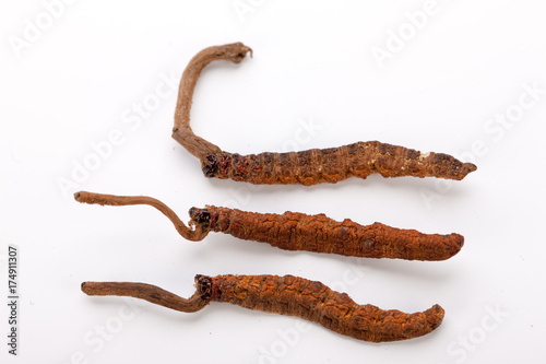 Cordyceps sinesis Yartsa Gunbu Yarsagumba himalayan gold Nepal isolated photo