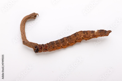 Cordyceps sinesis Yartsa Gunbu Yarsagumba himalayan gold Nepal isolated photo