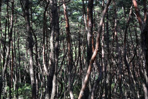 Pine forest in Gyeongju. Apparently famous for photographers and hikers. Pic was taken in August 2017.