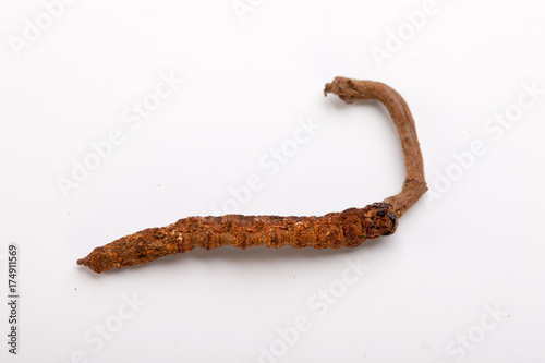 Cordyceps sinesis Yartsa Gunbu Yarsagumba himalayan gold Nepal isolated photo